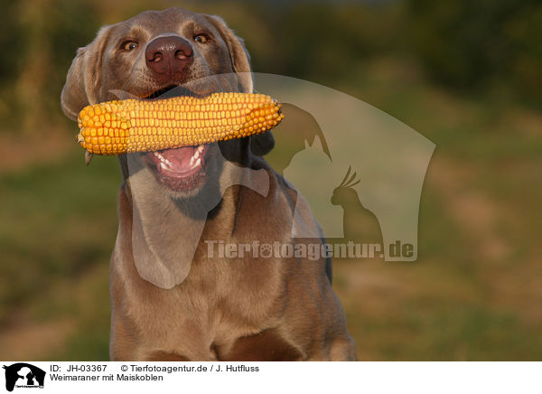 Weimaraner mit Maiskoblen / Weimaraner with corncob / JH-03367