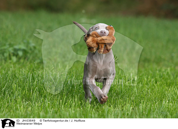 Weimaraner Welpe / JH-03649