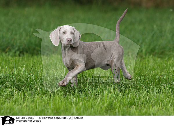 Weimaraner Welpe / Weimaraner puppy / JH-03663