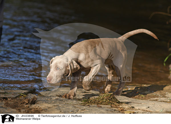 Weimaraner Welpe / Weimaraner puppy / JH-03696