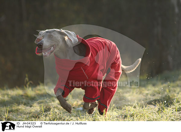 Hund trgt Overall / dog wearing Overall / JH-04323
