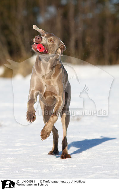 Weimaraner im Schnee / Weimaraner in snow / JH-04581