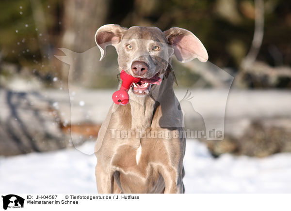 Weimaraner im Schnee / Weimaraner in snow / JH-04587