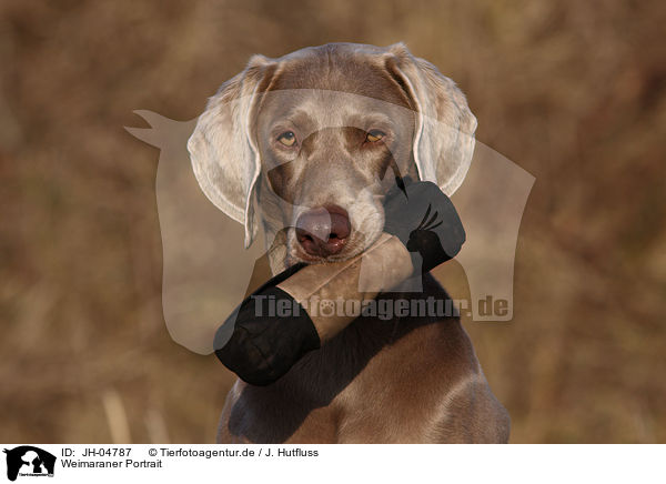 Weimaraner Portrait / Weimaraner Portrait / JH-04787