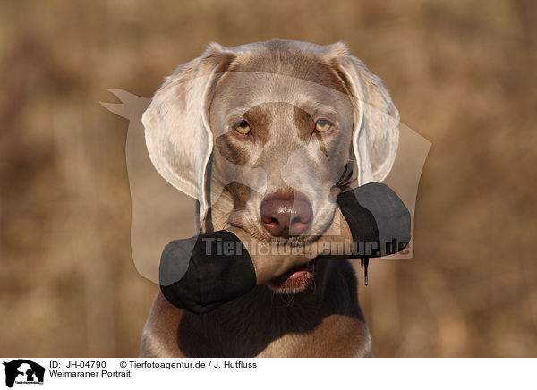 Weimaraner Portrait / Weimaraner Portrait / JH-04790