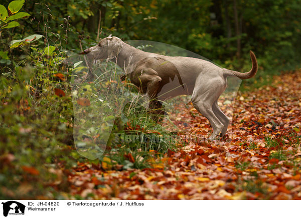 Weimaraner / Weimaraner / JH-04820
