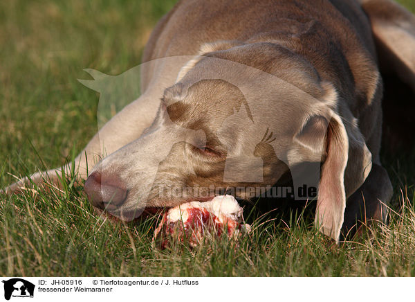 fressender Weimaraner / eating Weimaraner / JH-05916