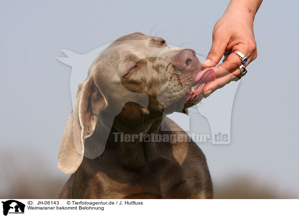 Weimaraner bekommt Belohnung / Weimaraner gets reward / JH-06143