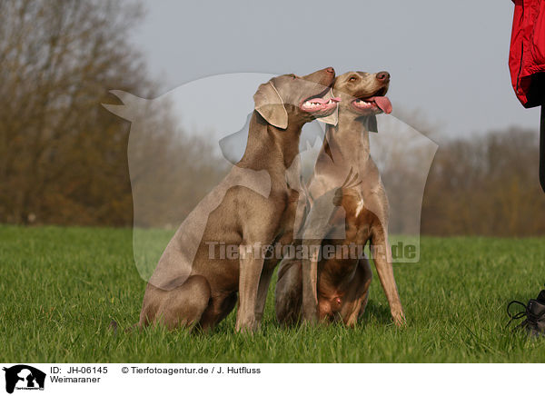 Weimaraner / JH-06145
