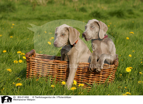 Weimaraner Welpen / BS-01468