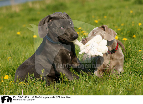 Weimaraner Welpen / BS-01469