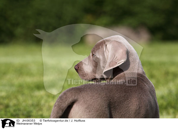 Weimaraner Welpe / Weimaraner Puppy / JH-06353