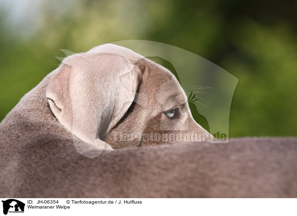 Weimaraner Welpe / Weimaraner Puppy / JH-06354