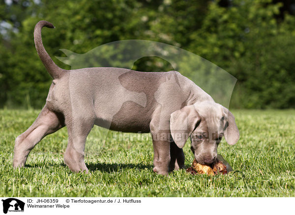 Weimaraner Welpe / Weimaraner Puppy / JH-06359