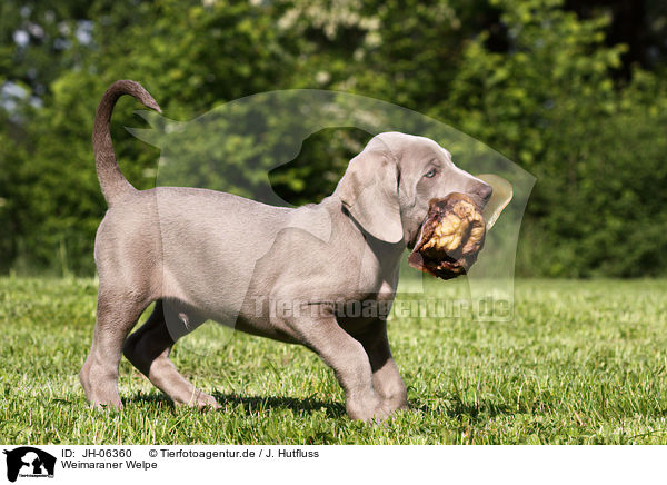 Weimaraner Welpe / Weimaraner Puppy / JH-06360