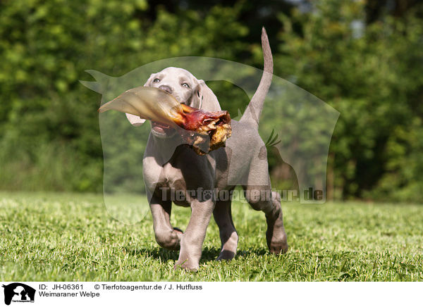 Weimaraner Welpe / Weimaraner Puppy / JH-06361