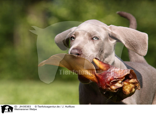 Weimaraner Welpe / Weimaraner Puppy / JH-06363