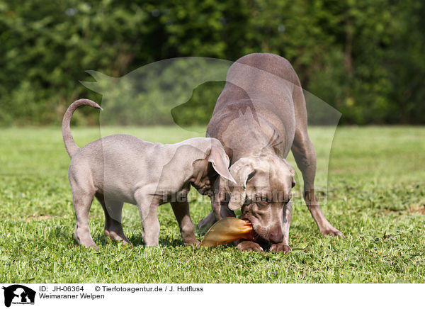 Weimaraner Welpen / Weimaraner Puppies / JH-06364