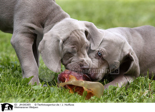 Weimaraner Welpen / Weimaraner Puppies / JH-06365