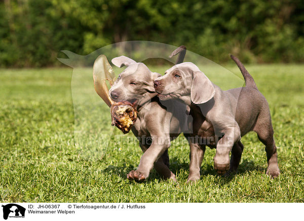 Weimaraner Welpen / Weimaraner Puppies / JH-06367