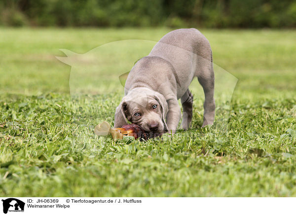 Weimaraner Welpe / Weimaraner Puppy / JH-06369