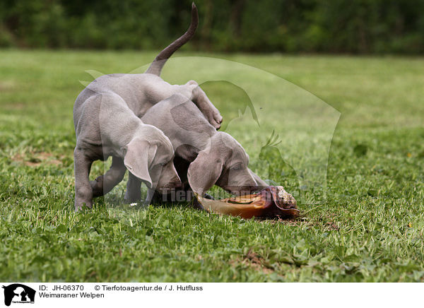 Weimaraner Welpen / Weimaraner Puppies / JH-06370