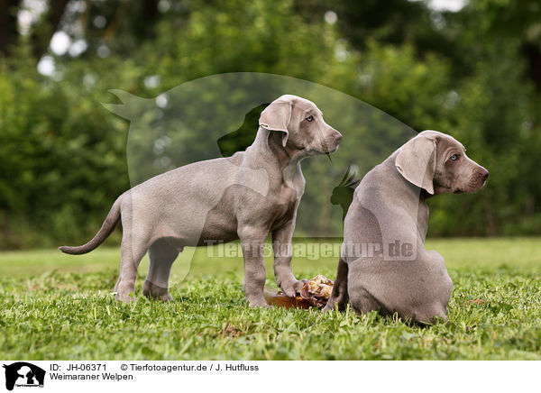 Weimaraner Welpen / Weimaraner Puppies / JH-06371