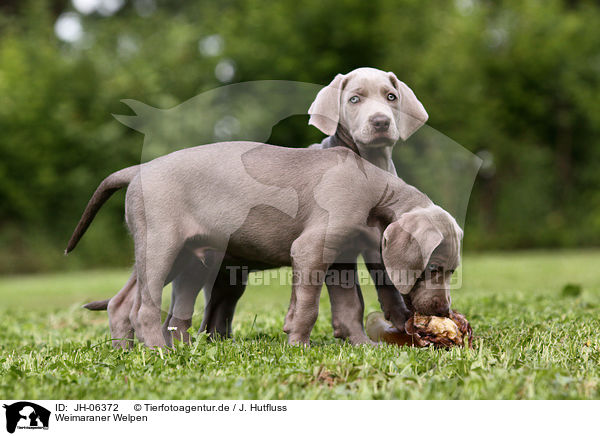 Weimaraner Welpen / Weimaraner Puppies / JH-06372
