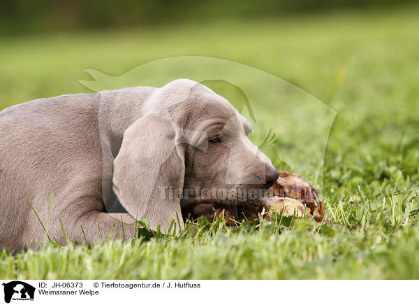 Weimaraner Welpe / Weimaraner Puppy / JH-06373
