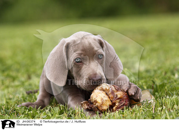 Weimaraner Welpe / Weimaraner Puppy / JH-06374