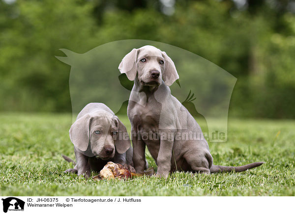 Weimaraner Welpen / Weimaraner Puppies / JH-06375