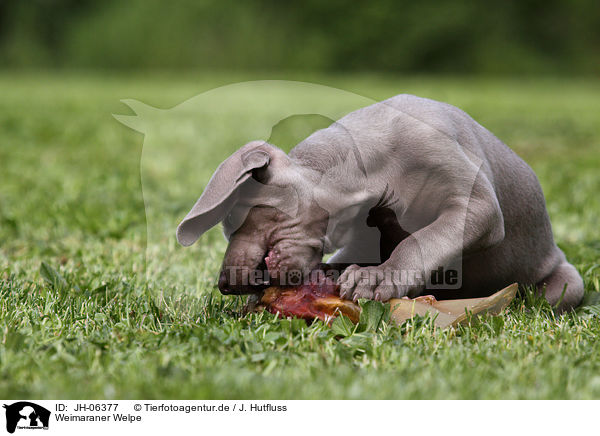 Weimaraner Welpe / Weimaraner Puppy / JH-06377