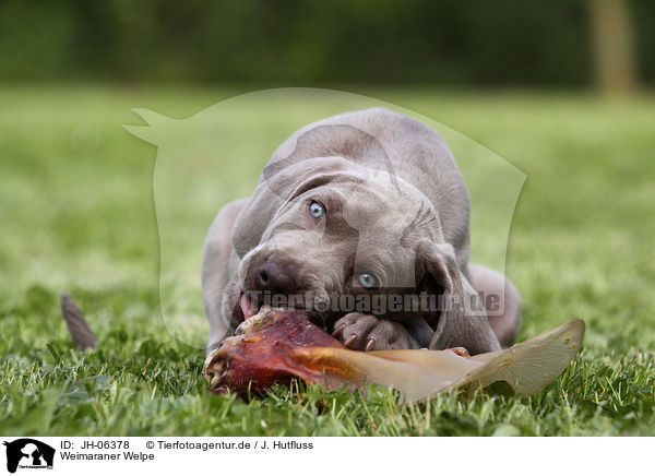 Weimaraner Welpe / Weimaraner Puppy / JH-06378