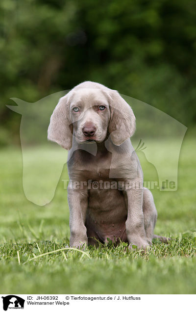 Weimaraner Welpe / Weimaraner Puppy / JH-06392