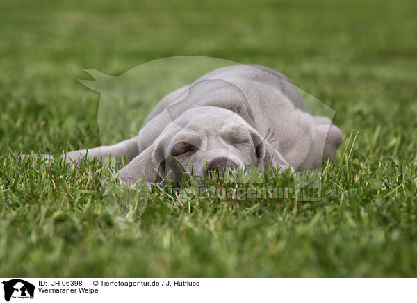 Weimaraner Welpe / Weimaraner Puppy / JH-06398