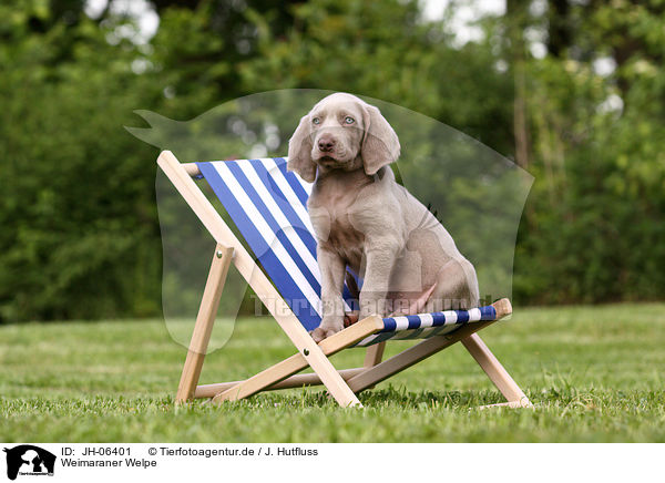 Weimaraner Welpe / Weimaraner Puppy / JH-06401