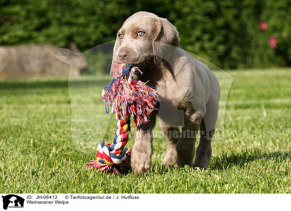 Weimaraner Welpe / Weimaraner Puppy / JH-06412