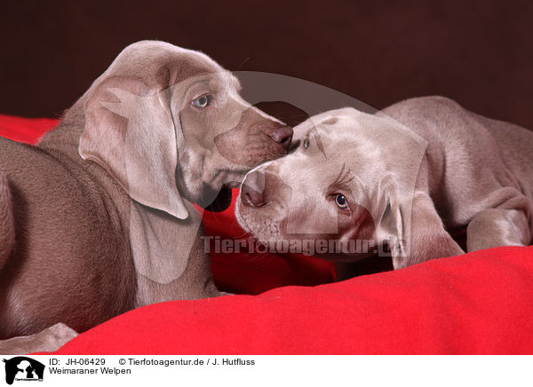 Weimaraner Welpen / Weimaraner Puppies / JH-06429