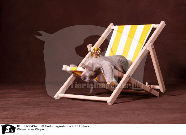 Weimaraner Welpe / JH-06434