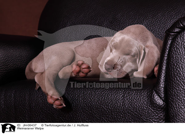 Weimaraner Welpe / Weimaraner Puppy / JH-06437