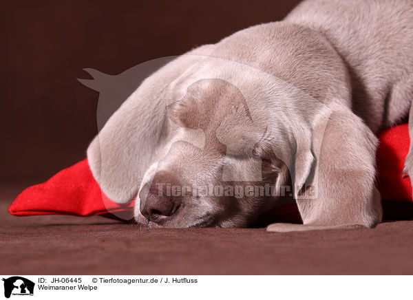 Weimaraner Welpe / Weimaraner Puppy / JH-06445