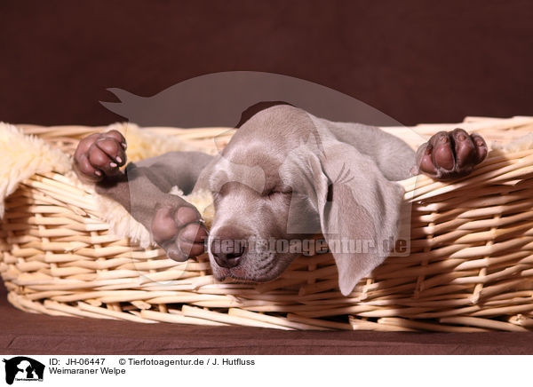 Weimaraner Welpe / Weimaraner Puppy / JH-06447