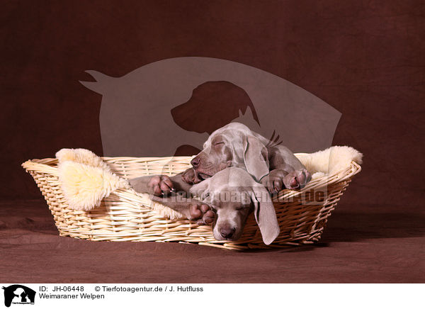 Weimaraner Welpen / Weimaraner Puppies / JH-06448
