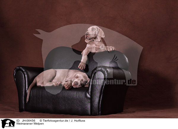 Weimaraner Welpen / Weimaraner Puppies / JH-06456