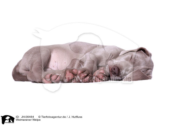 Weimaraner Welpe / Weimaraner Puppy / JH-06464