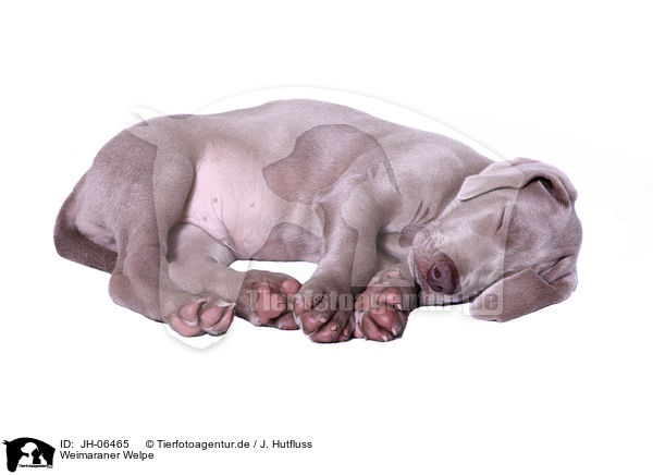 Weimaraner Welpe / JH-06465