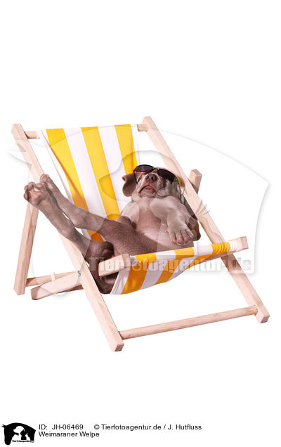 Weimaraner Welpe / JH-06469