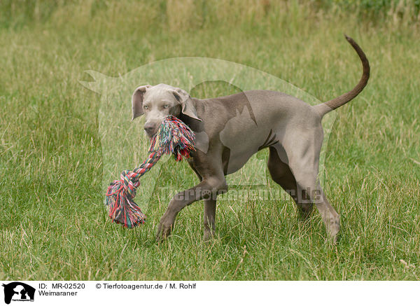 Weimaraner / Weimaraner / MR-02520
