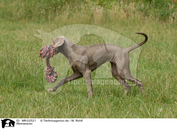 Weimaraner / Weimaraner / MR-02521