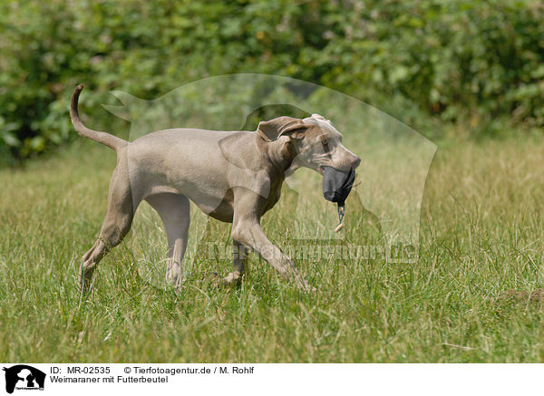 Weimaraner mit Futterbeutel / Weimaraner / MR-02535